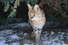 Killikus&reg; Fotographie